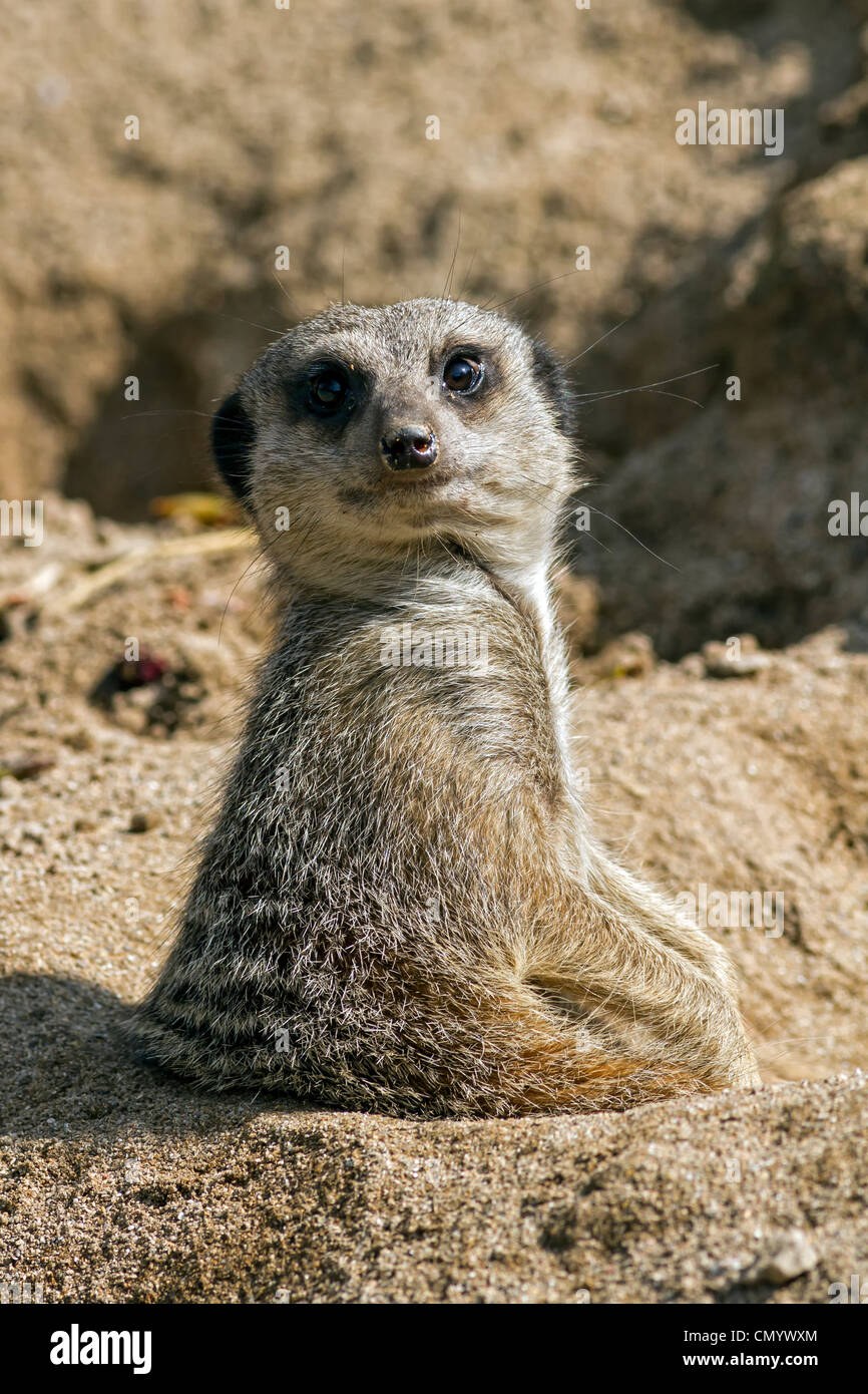 Meerkat Foto Stock