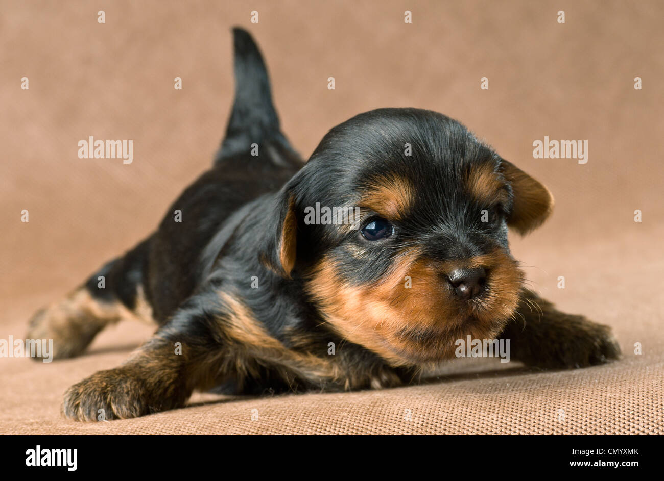 Animali domestici; lap-cane; cane; carino; piccole; cucciolo; terrier; razza; mammifero; pelliccia; amicizia; amabile; shaggy; ammenda; bestia; Foto Stock