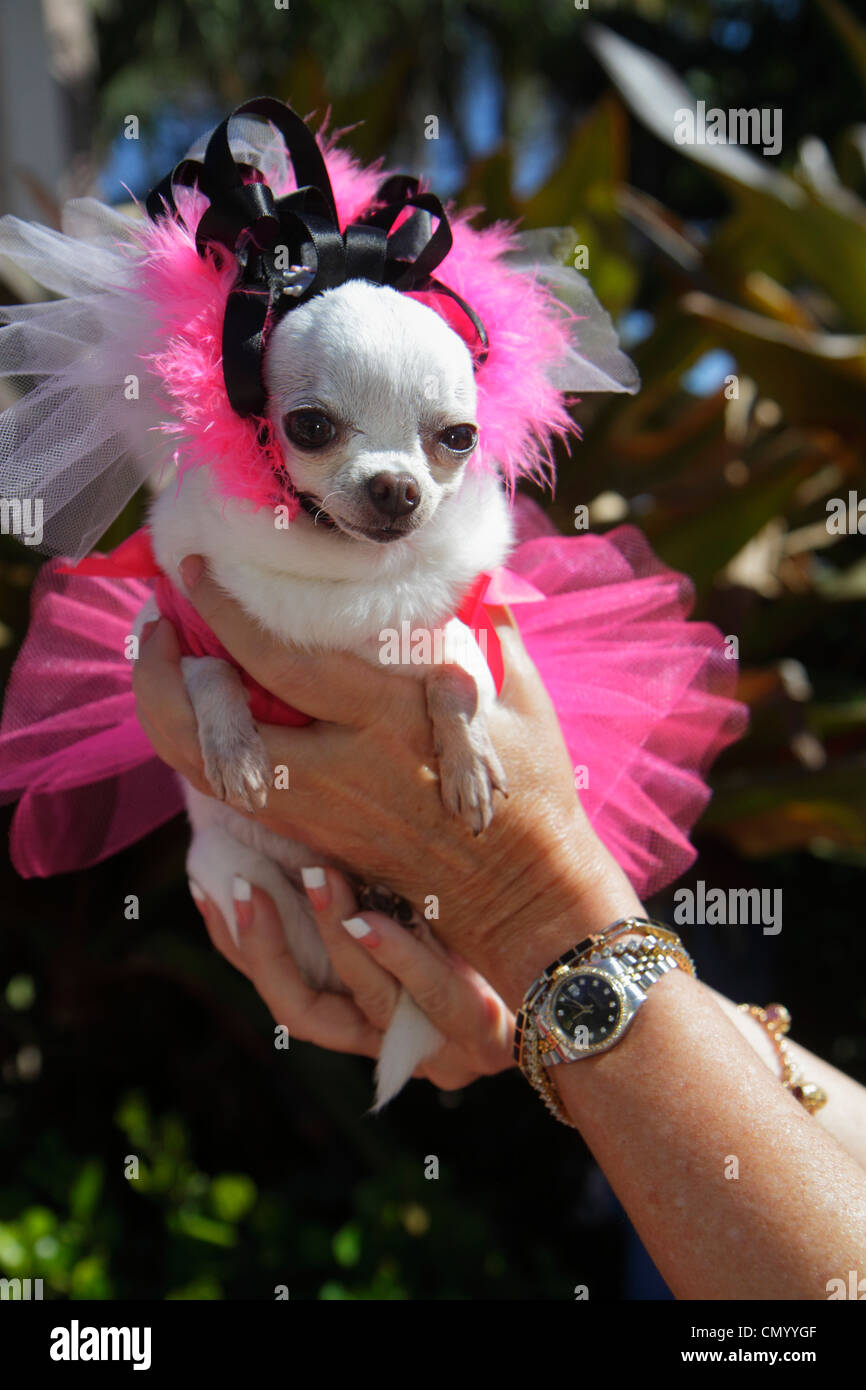 Miami Beach Florida, Ocean Drive, cane, Chihuahua, animale domestico, vestito, rosa, ballerina, tutu, FL120101107 Foto Stock