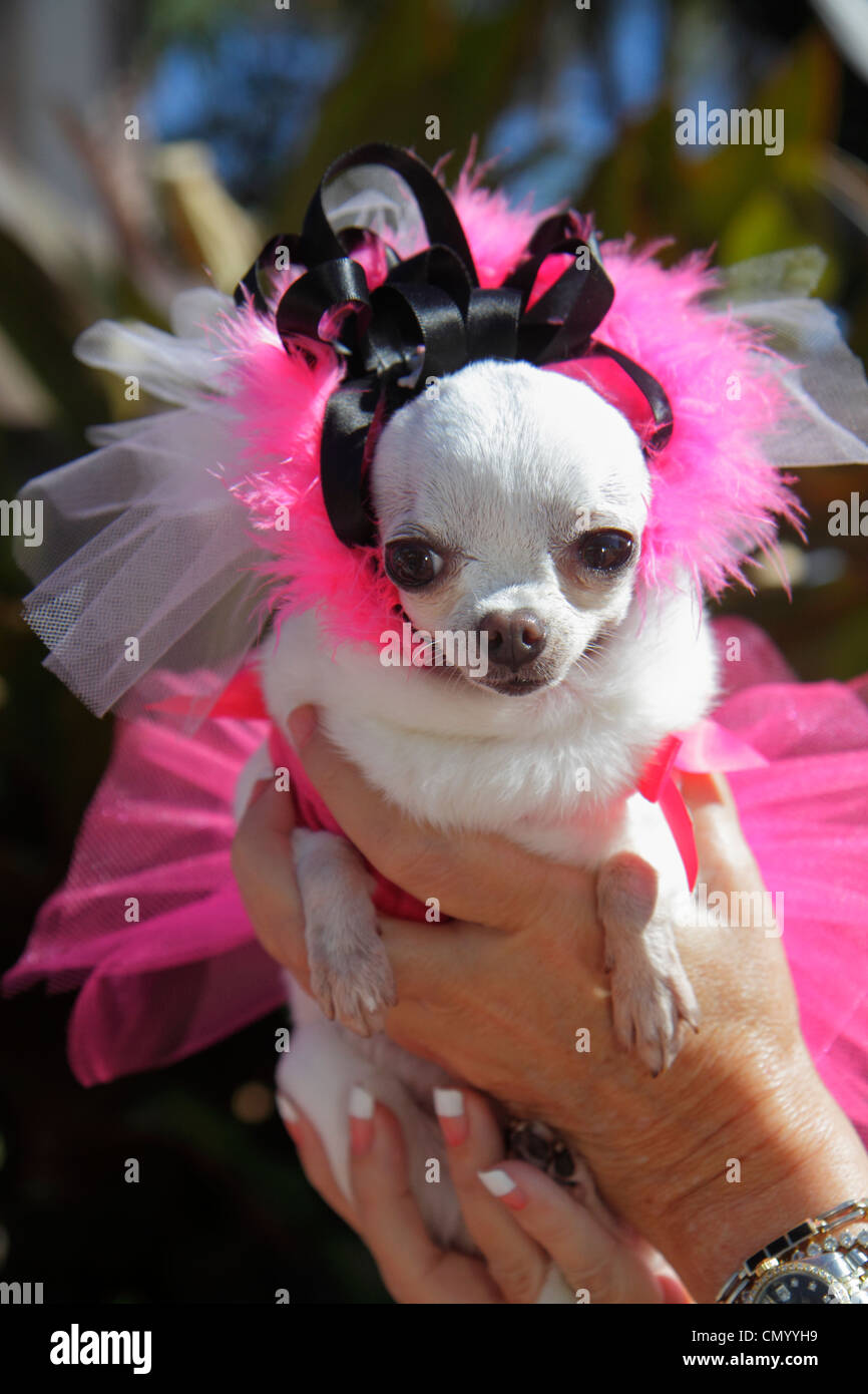 Miami Beach Florida, Ocean Drive, cani da cane, Chihuahua, animali domestici, vestito, rosa, ballerina, tutu, visitatori viaggio di viaggio turismo turistico punto di riferimento lan Foto Stock