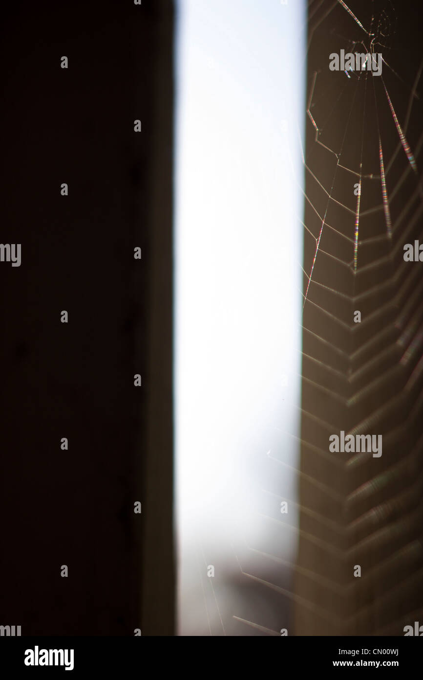 Spider Web silhouette. Foto Stock
