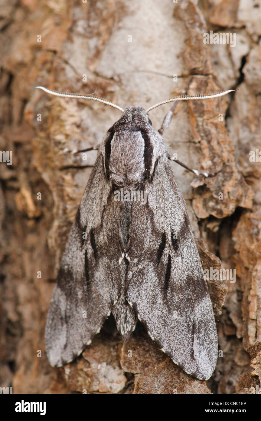 Pino (Hawknoth Hyloicus pinastri) su pino corteccia mimetizing durante il giorno. Foto Stock