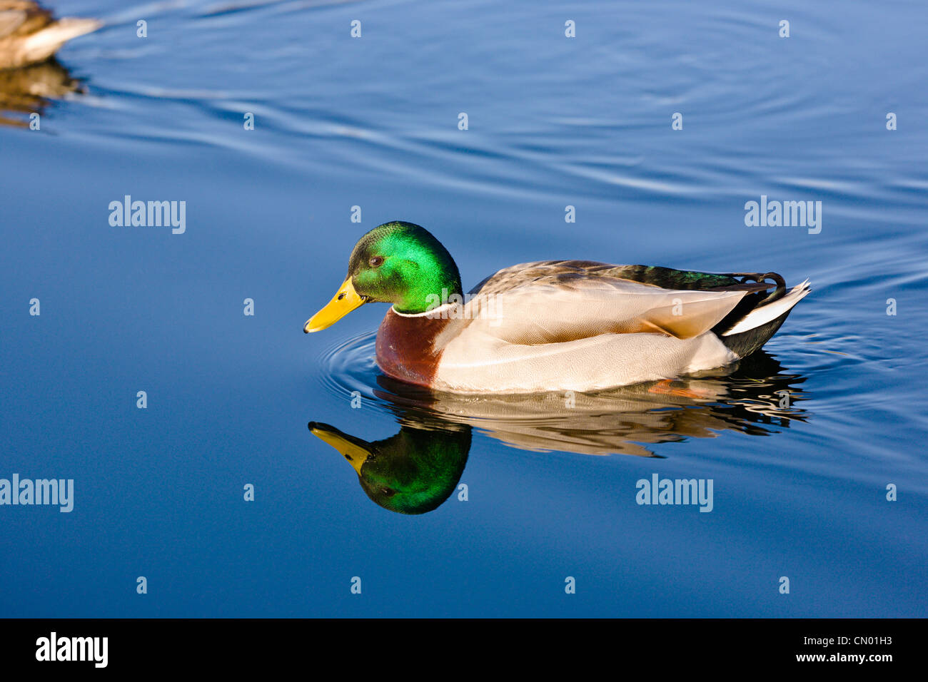 Maschio di Mallard Duck Foto Stock