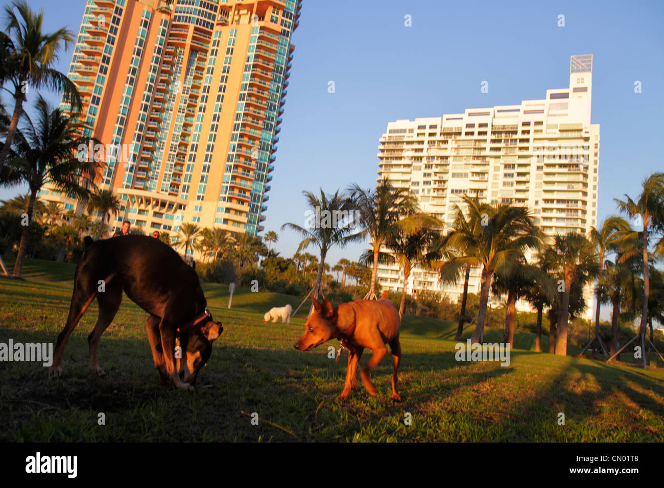 Miami Beach Florida, South Pointe Park, Point, palme, Portofino, South Pointe Towers, alto, edifici condominali, skyline della città, parco cani, animali domestici, F Foto Stock