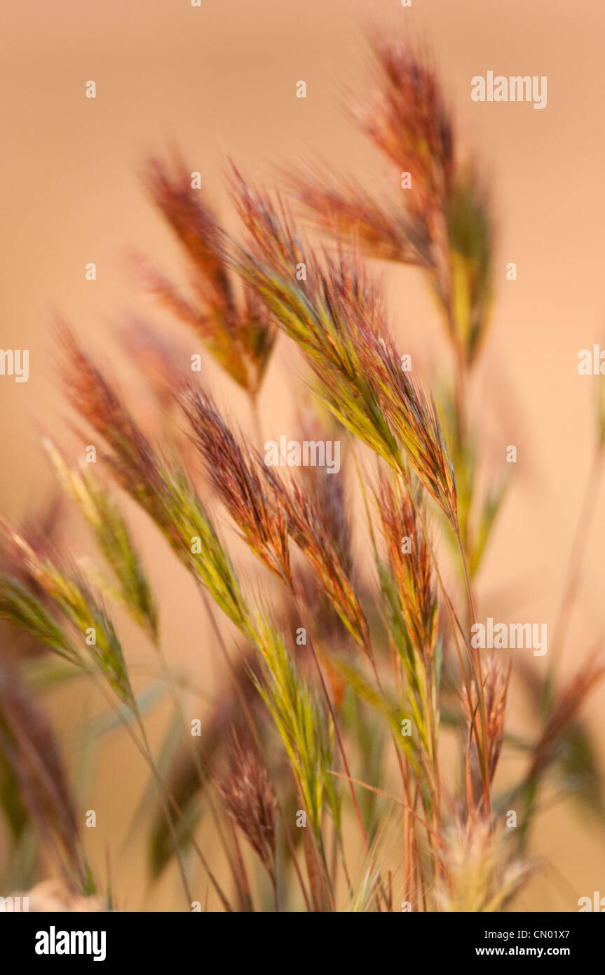 Frumento (Triticum spp.) cresce al di fuori dell'area coltivata all'interno di pietre e rocce oltre la strada, Spagna Foto Stock
