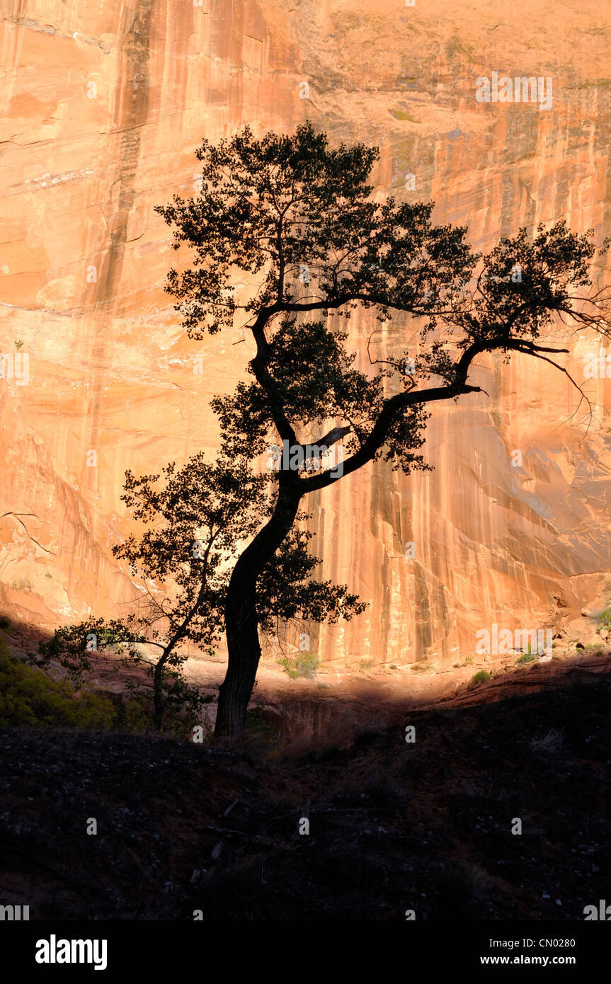 Pioppi neri americani tree stagliano contro la parete del canyon, Coyote Gulch, Utah. Foto Stock