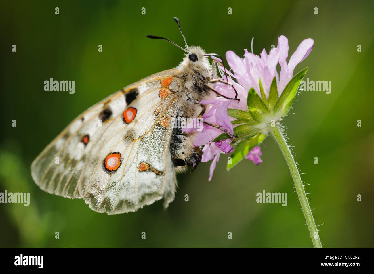 Parnassius apollo butterfly, specie di montagna dei Pirenei, Spagna Foto Stock