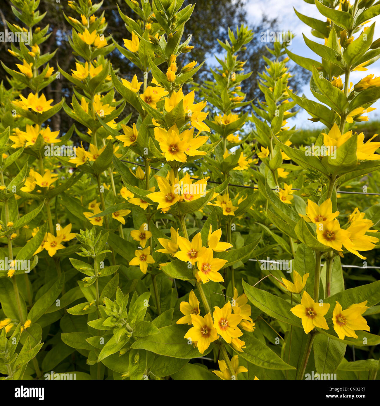 Giallo fiori annuali in giardino, Islanda Foto Stock