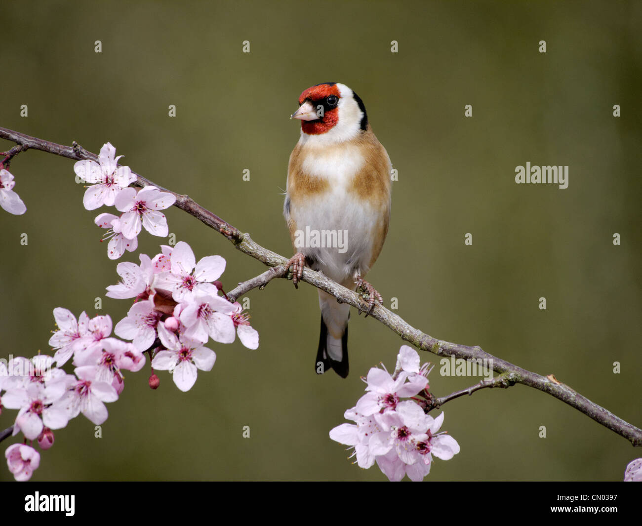 Cardellino, Carduelis carduelis, singolo uccello su blossom, Warwickshire, Marzo 2012 Foto Stock