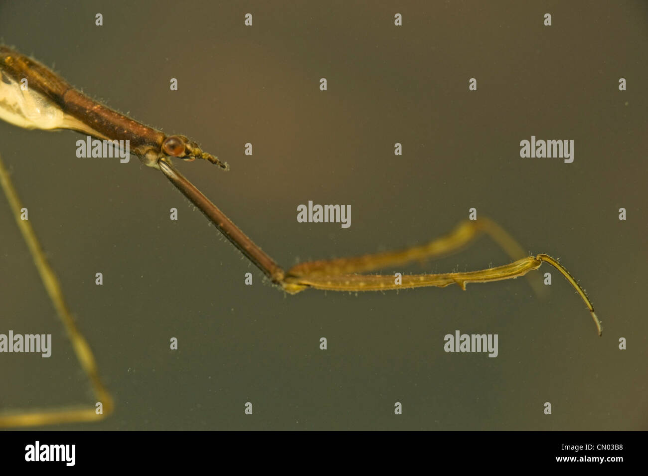 Close-up di ago australiano bug acqua aka scorpion Foto Stock