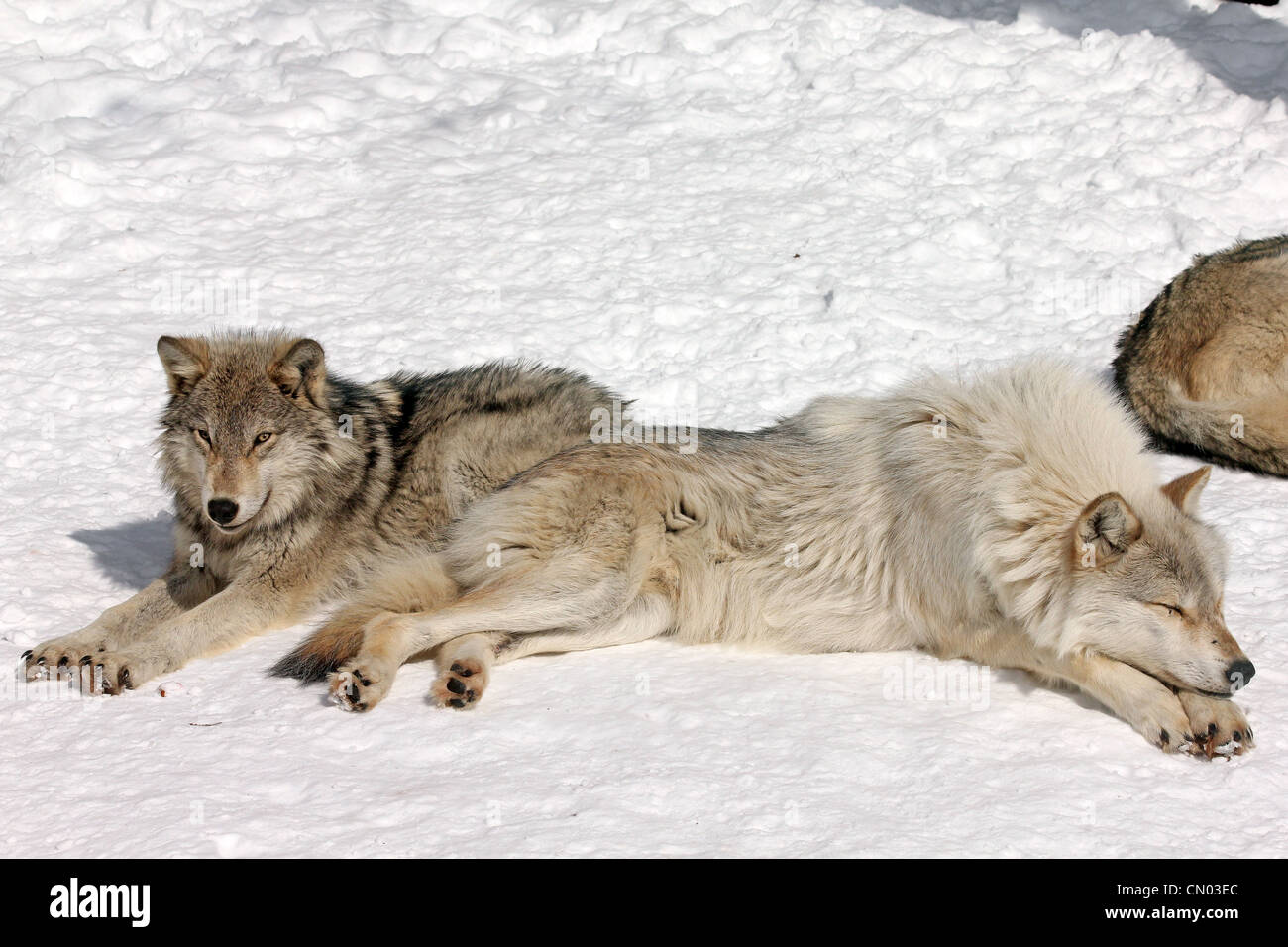 Wild Lupo grigio nella parte settentrionale di Ontario, Canada (questa è una wild wolf pack fotografati da un cieco) Foto Stock