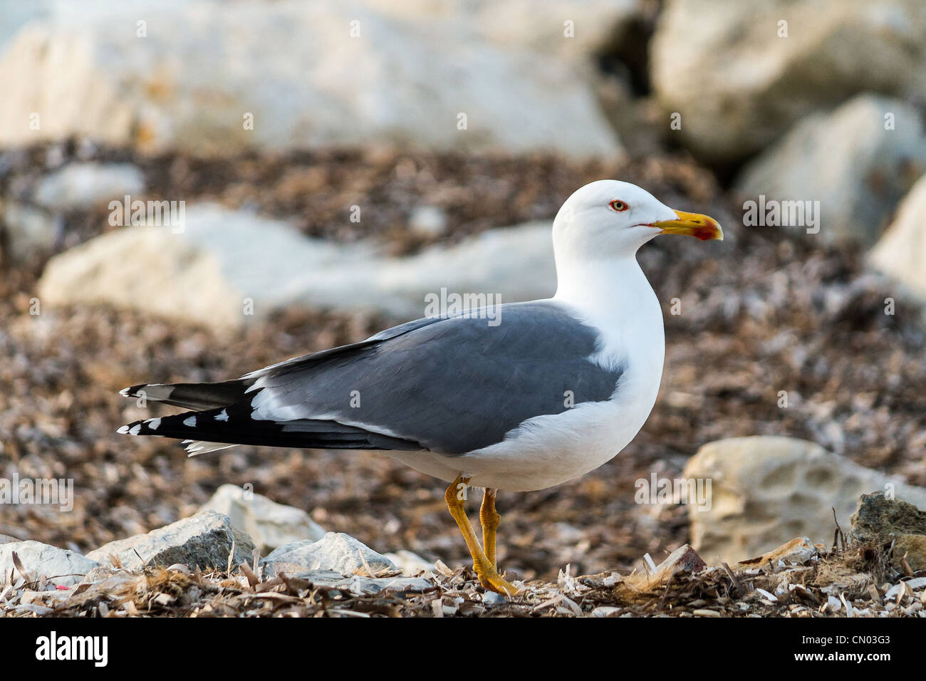 Una sea gull, Sicilia Foto Stock