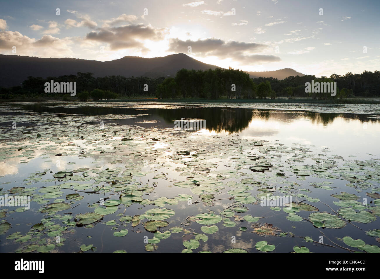 Cattana zone umide. Smithfield, Cairns, Queensland, Australia Foto Stock