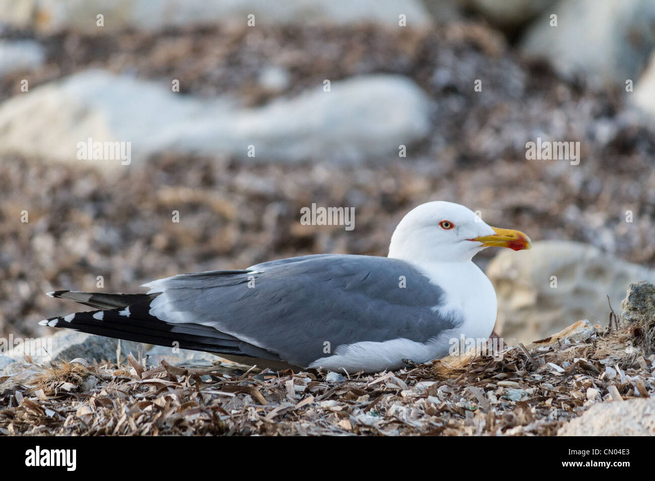 Una sea gull, Sicilia Foto Stock