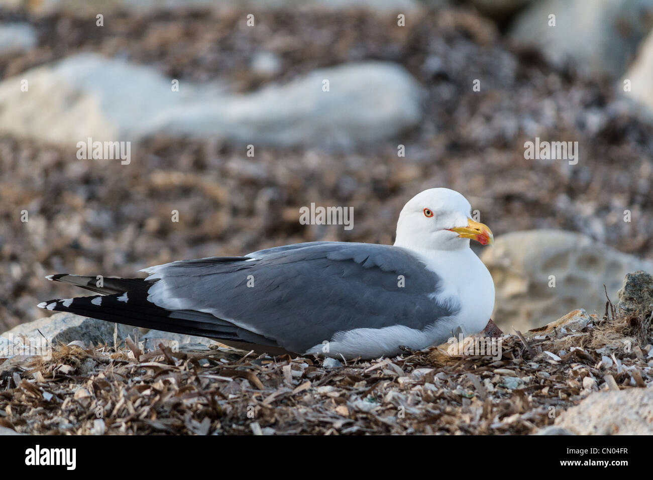 Una sea gull, Sicilia Foto Stock