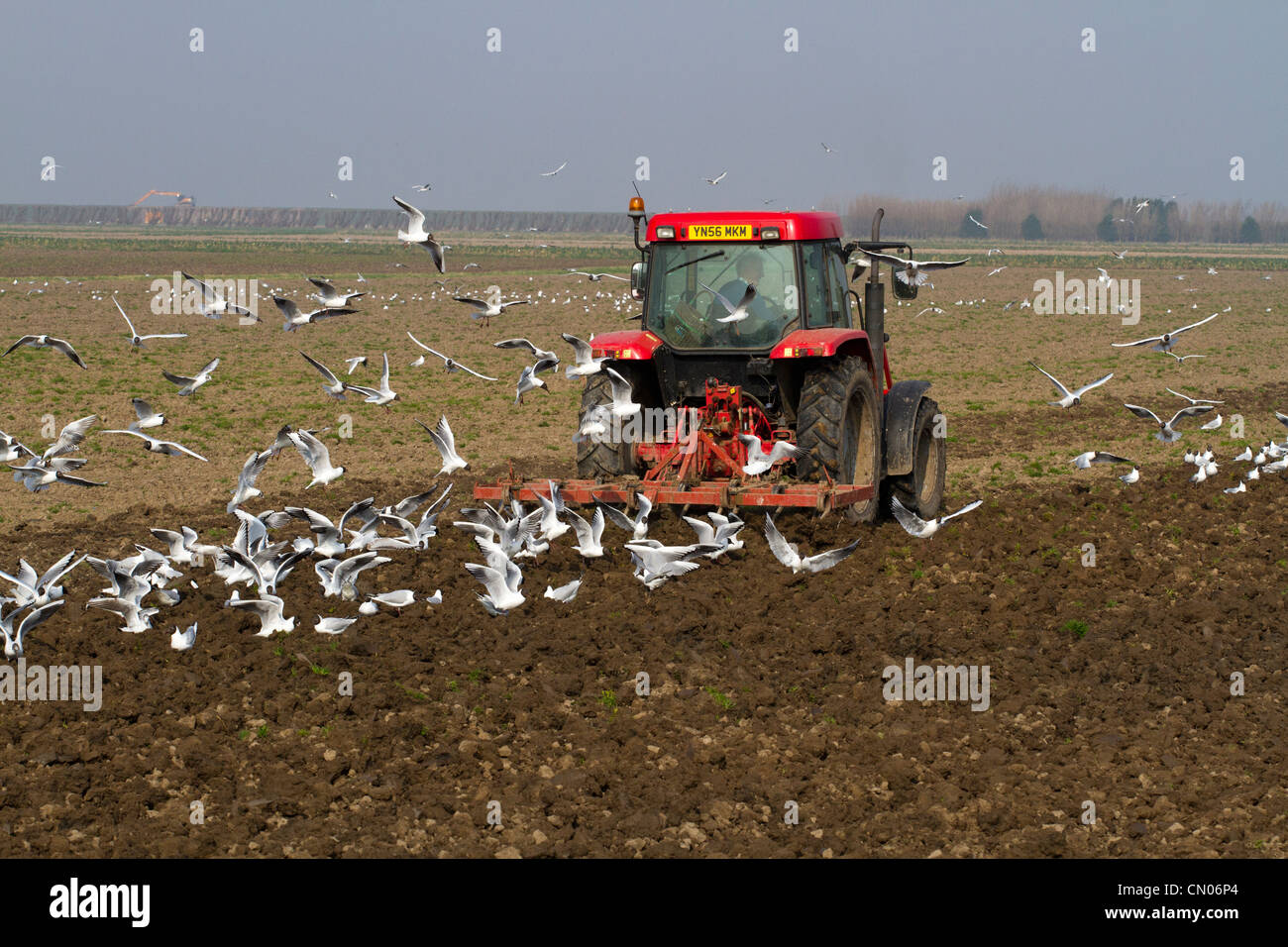 Primavera arando di campi  Arato solchi e a seguito di gabbiani, Southport Merseyside, Regno Unito Foto Stock