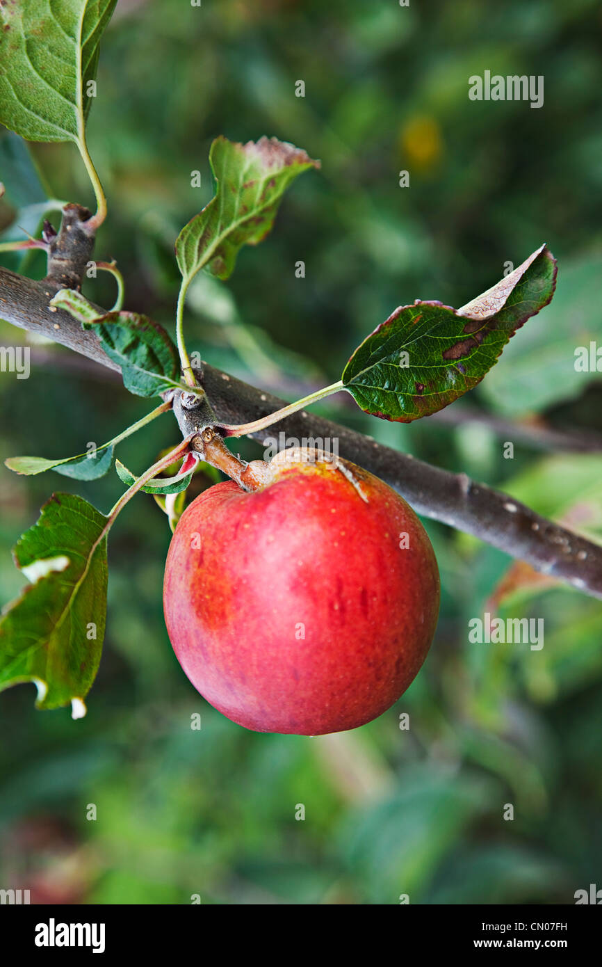 Frutta, Apple, Katy mele che cresce sull'albero in Grange Farms Orchard. Foto Stock