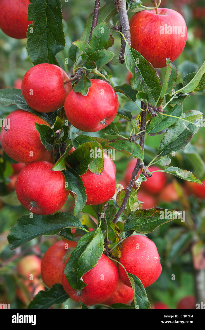 Frutta, Apple, Katy mele che cresce sull'albero in Grange Farms Orchard. Foto Stock