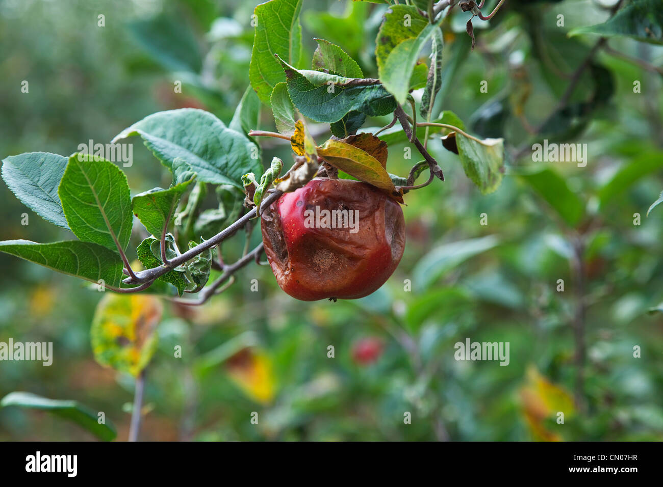 Frutta, Apple, Katy mele marciume sulla struttura ad albero che non è stato scelto a Grange Farms Orchard. Foto Stock