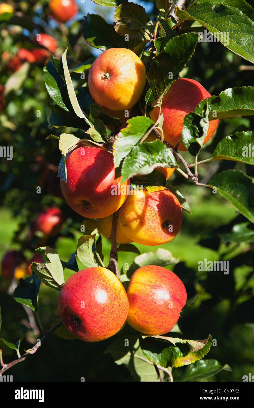 Frutta, Apple, mele cresce sull'albero in Grange Farms Orchard. Foto Stock
