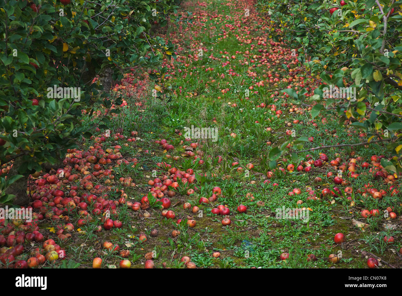 Frutta, Apple, Katy mele marciume sul terreno staccatosi dalla struttura ad albero in Grange Farms Orchard. Foto Stock