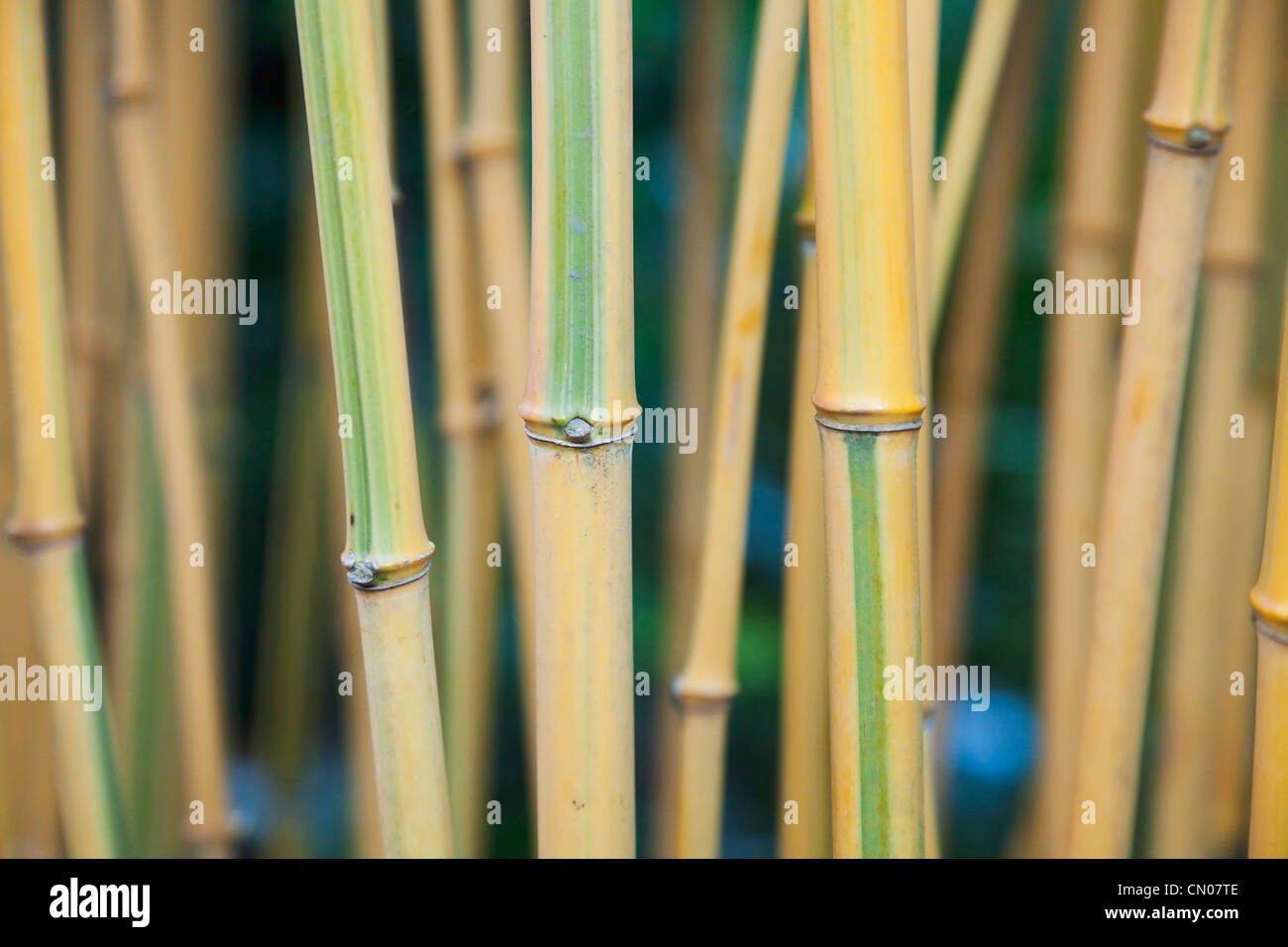 Piante; albero; bambù. Foto Stock