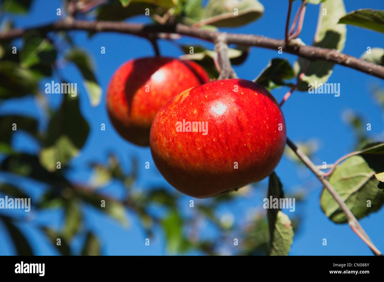 Frutta, Apple, le mele rosse che cresce sull'albero in Grange Farms Orchard. Foto Stock