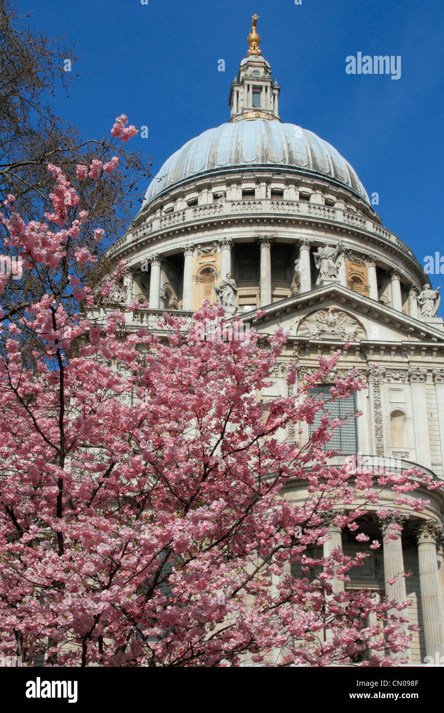 Inghilterra Londra St.Pauls Cathedral & blossom Foto Stock