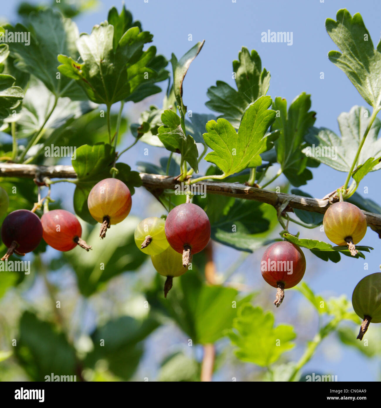 Spray di uva spina mellow Foto Stock