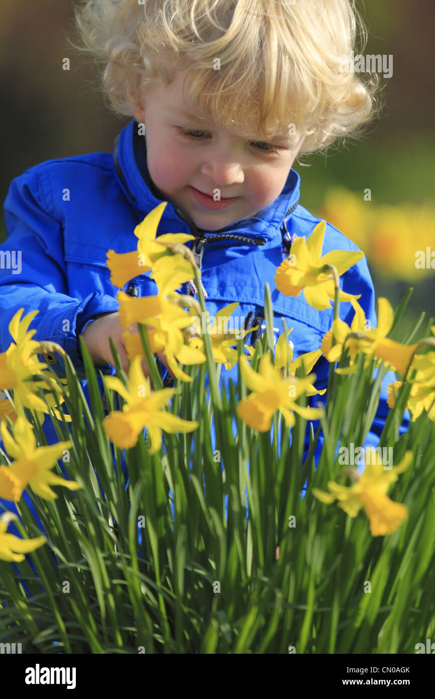 Una bionda dai capelli due 2 anno di età bambino piccolo ragazzo in una giacca blu ponticello top indaga un mazzetto di daffodils giallo Foto Stock
