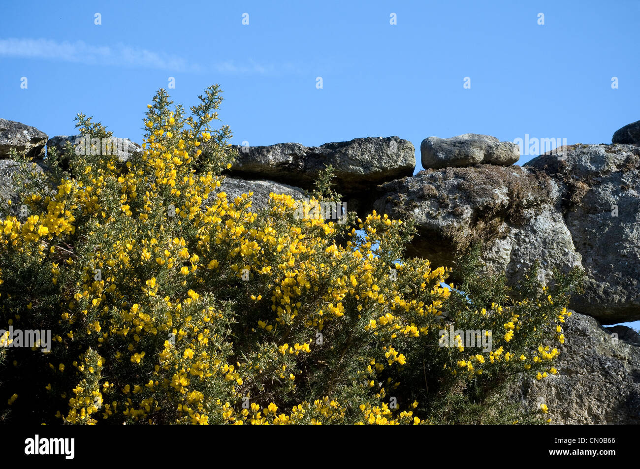 Gorse e parete di granito,Dartmoor granito asciutto - muro di pietra Foto Stock