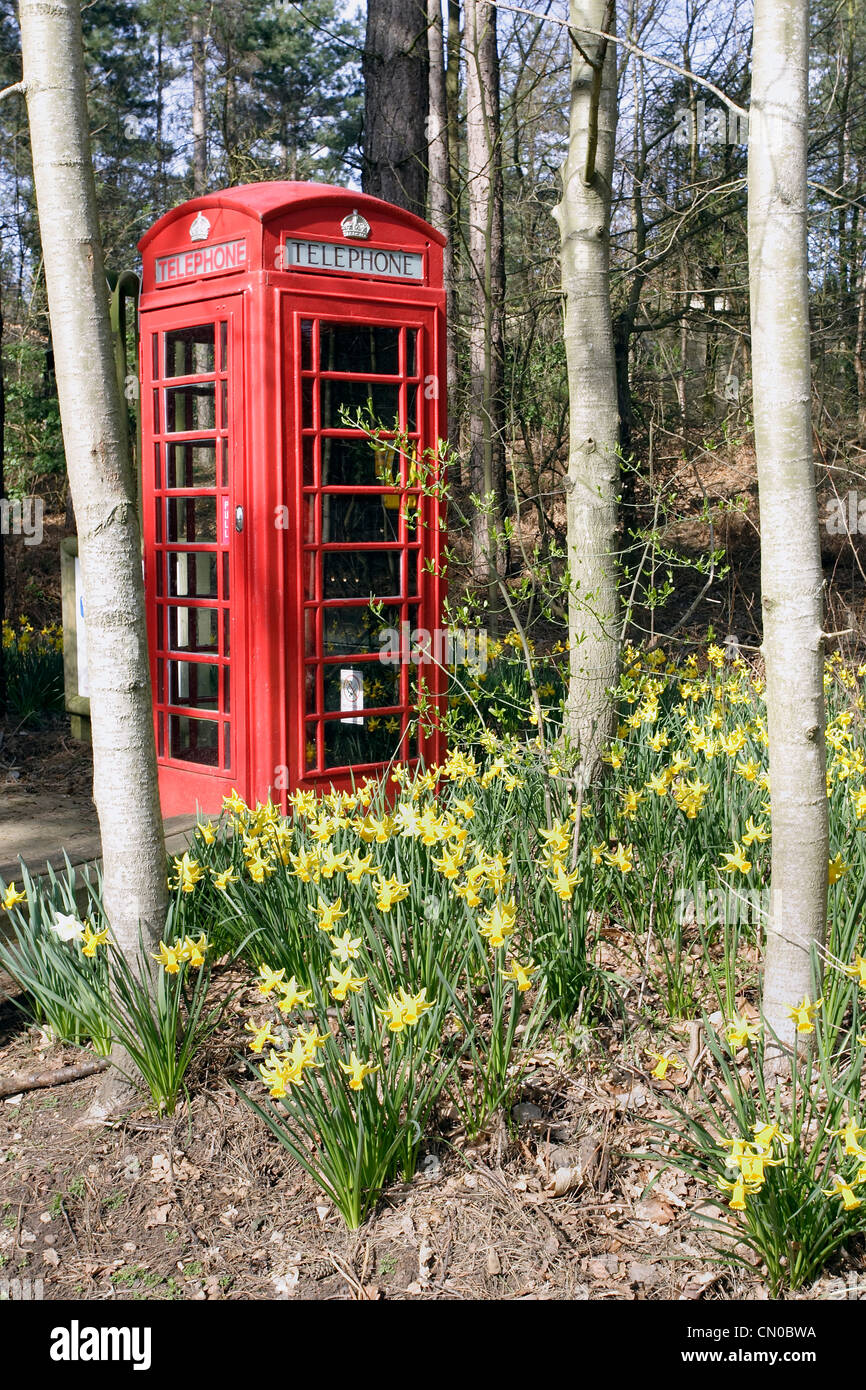 Un telefono rosso Box tra alberi circondato da narcisi. Foto Stock
