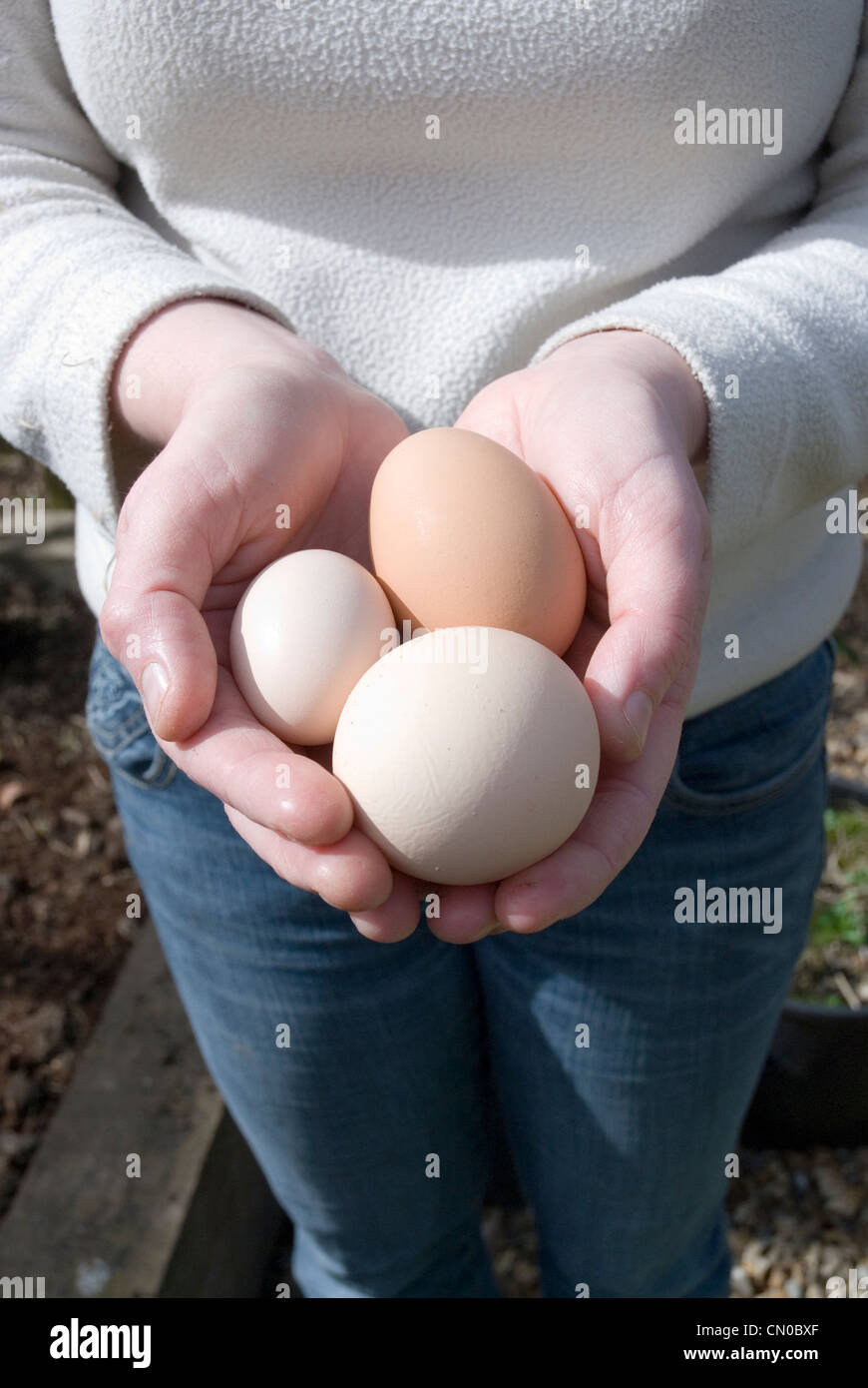 Fresca di cui le uova di gallina. Foto Stock