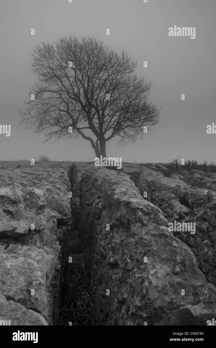 Lonelieness - la mitica Malham crescente di cenere attraverso la pavimentazione di pietra calcarea in Yorkshire Dales National Park Foto Stock