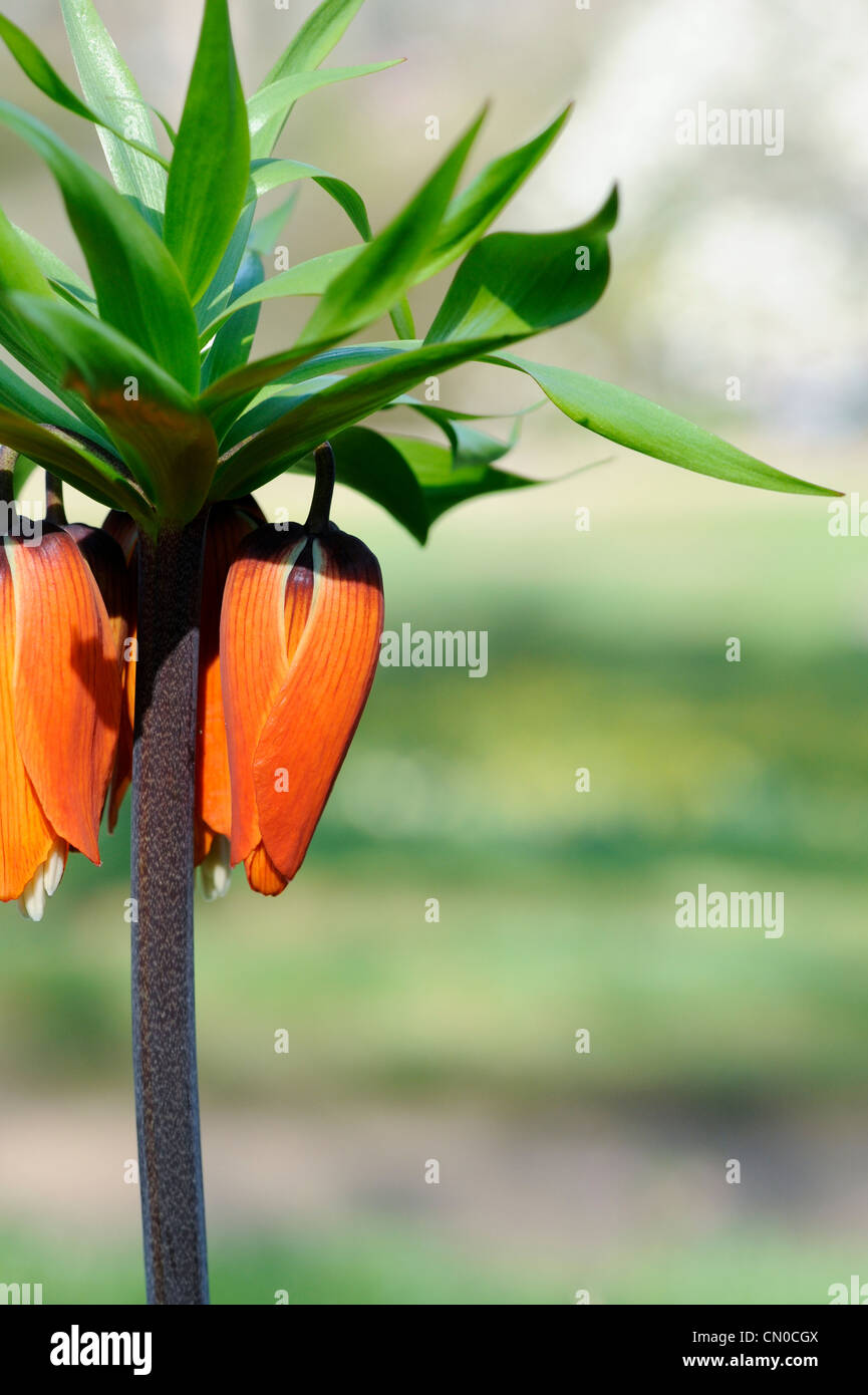 Fritillaria imperialis. Corona di fiori imperiale Foto Stock