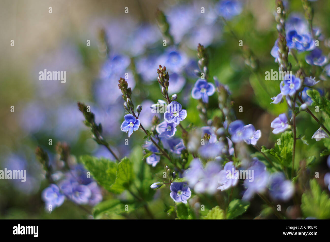 Primo piano di molti piccoli fiori blu con sfondi sfocati. Foto Stock