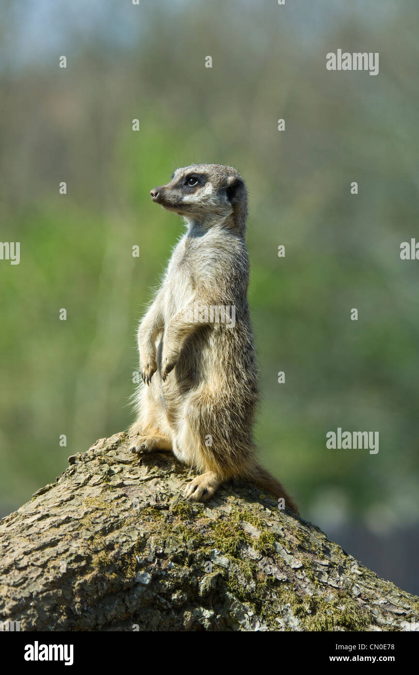 Slanciata Meerkat codato (suricata suricatta) captive Foto Stock