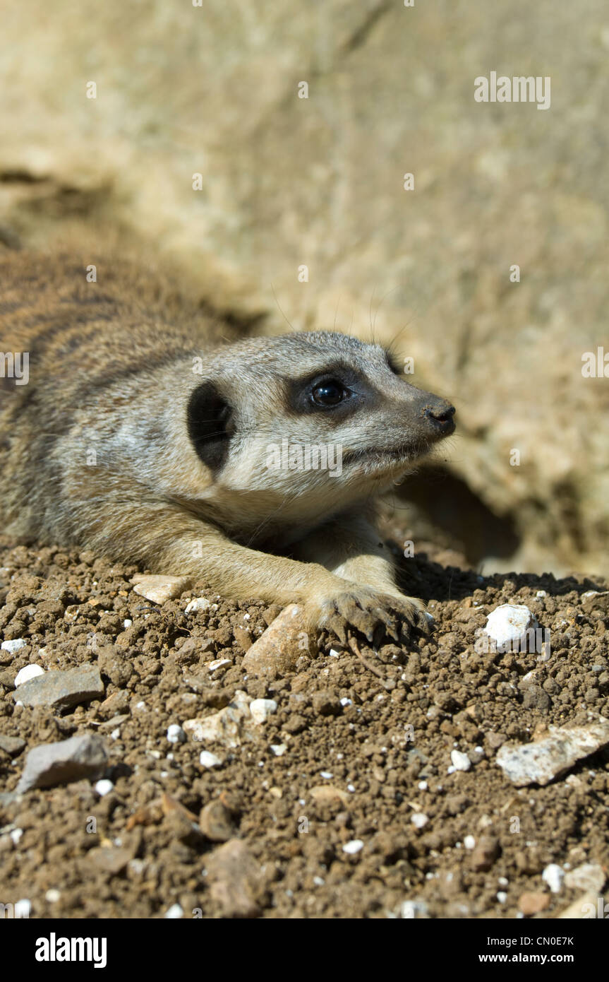 Slanciata Meerkat codato (suricata suricatta) captive Foto Stock