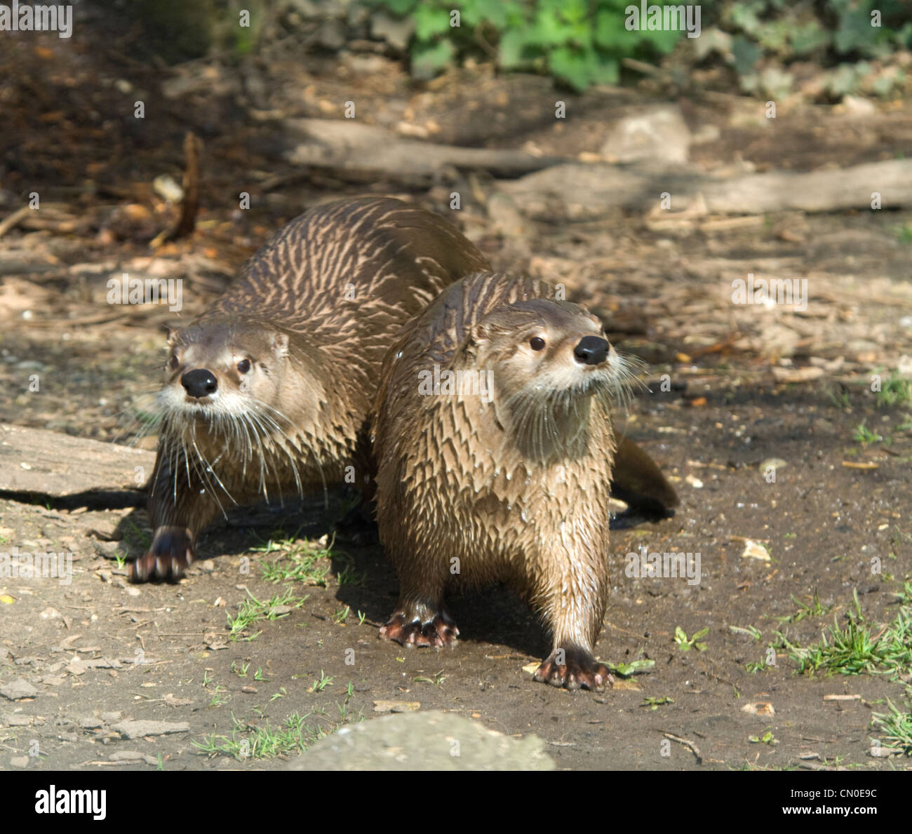 Nord America Lontra di fiume (Lutra canadensis) Foto Stock