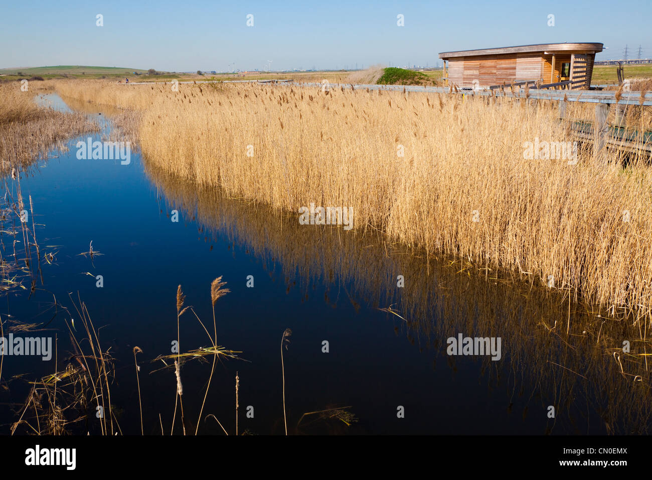 Rainham Marsh, RSPB riserva, Essex, UK, molla Foto Stock