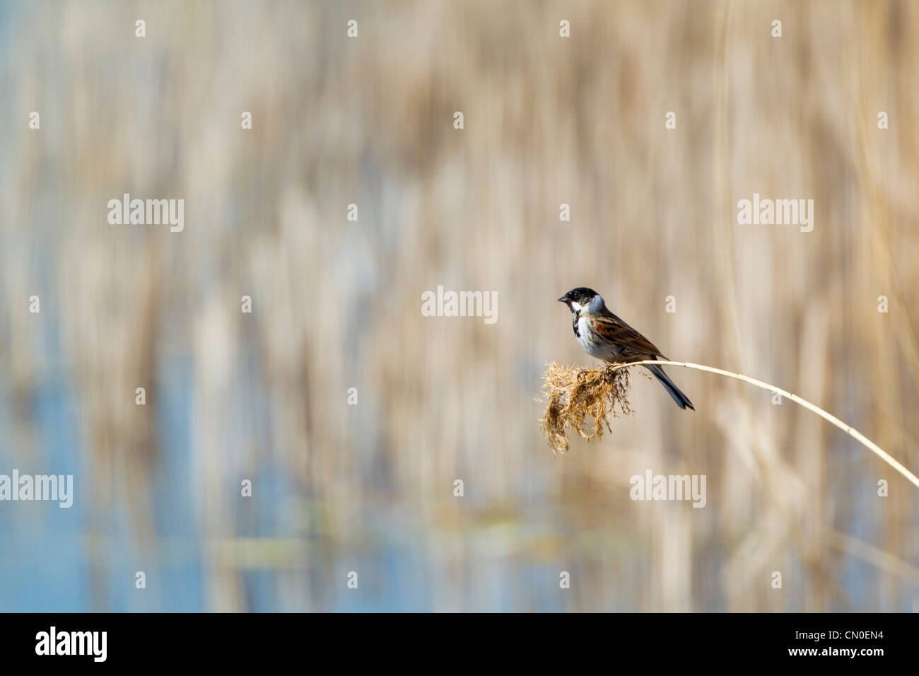 Reed Bunting (Emberiza schoeniclus), Essex, UK, molla Foto Stock