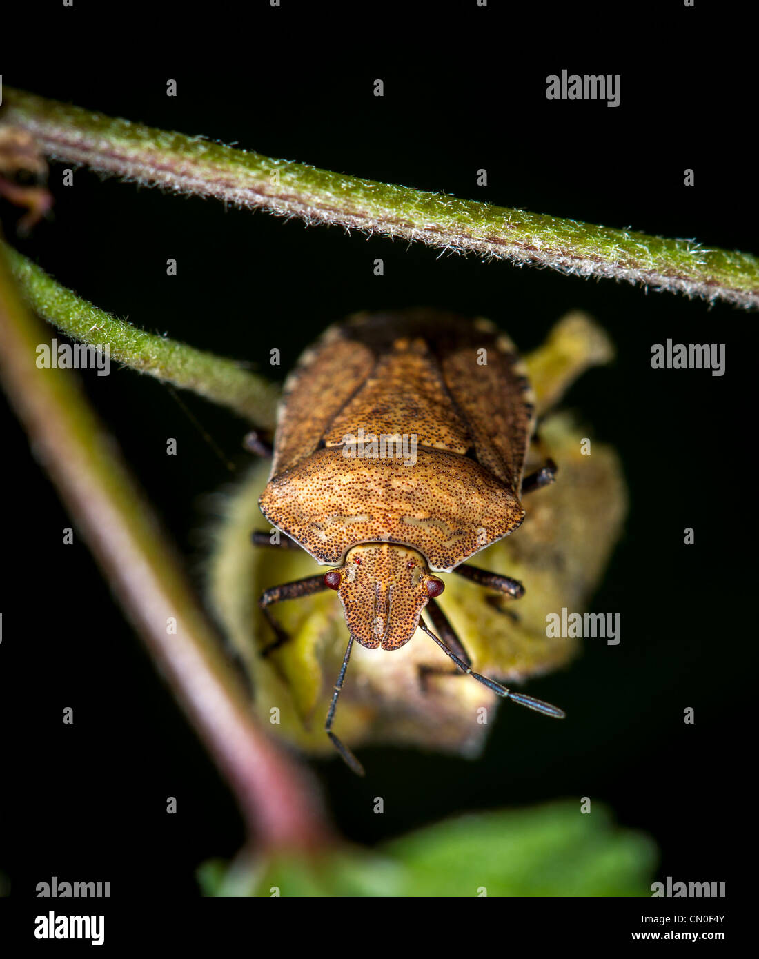 Protezione marrone bug (Dictyotus caenosus), vista anteriore Foto Stock