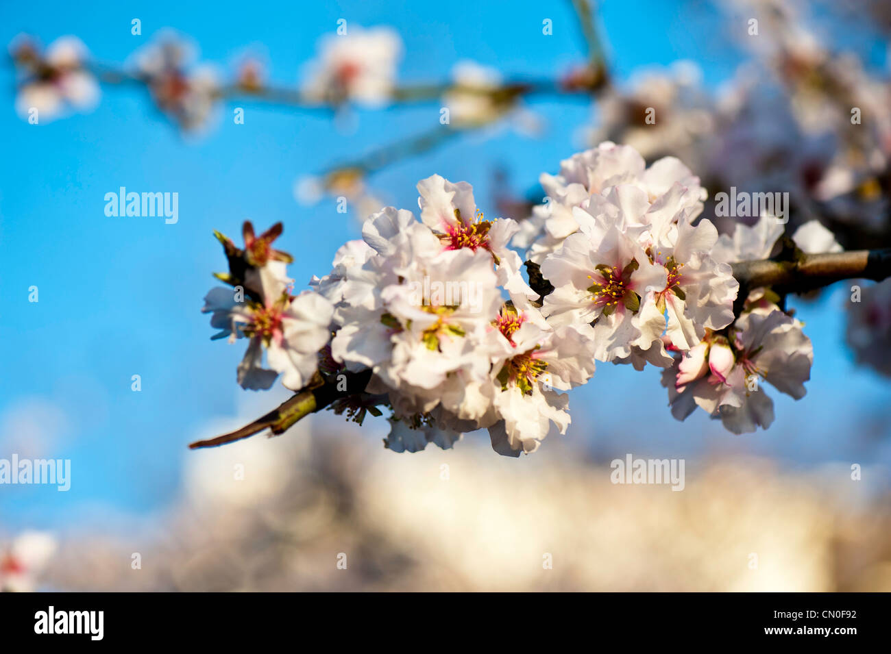 Primavera sbocciano i fiori, London, Regno Unito Foto Stock