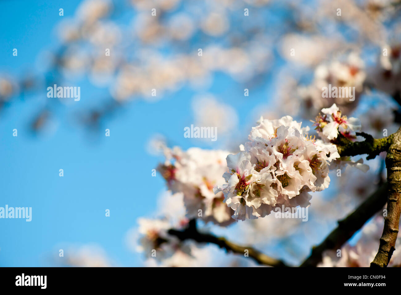 Primavera sbocciano i fiori, London, Regno Unito Foto Stock