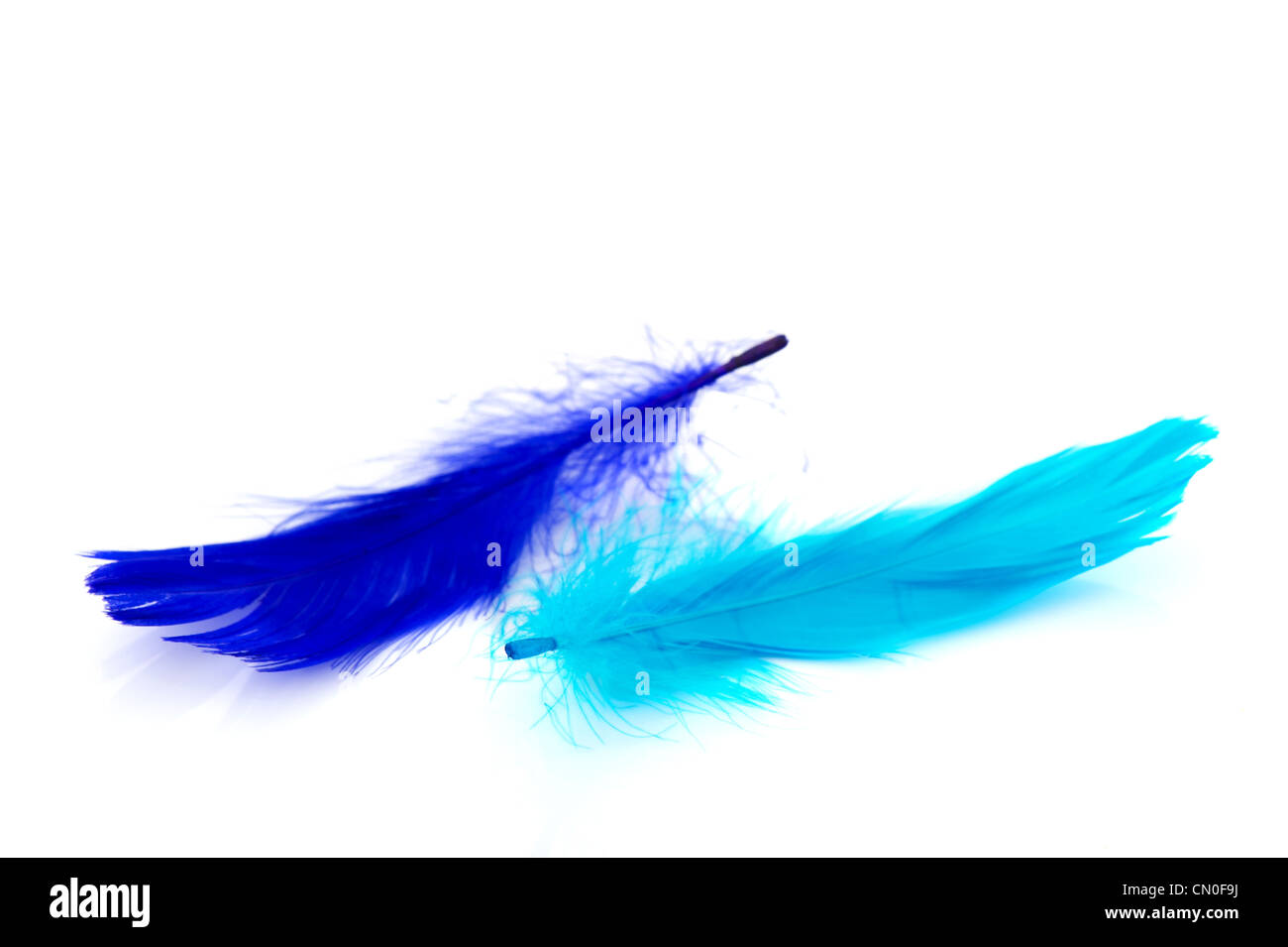 Due diverse piume blu su sfondo bianco Foto Stock