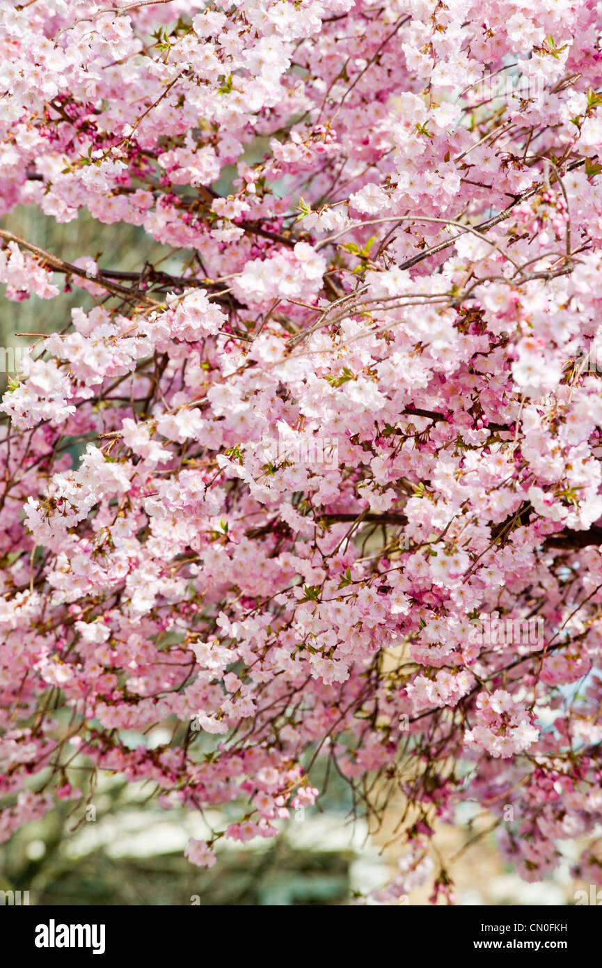 La molla bloom, Hackney, Londra, Regno Unito Foto Stock