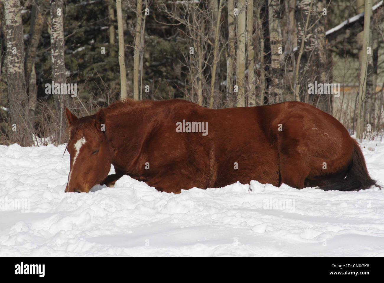 Cavallo disteso in una coperta di neve prato. Foto Stock