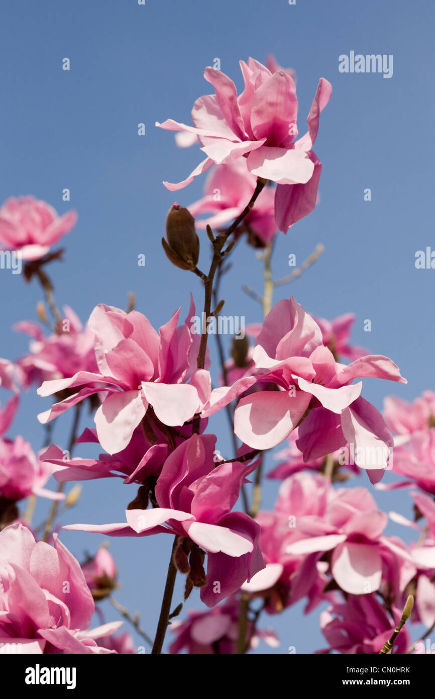 Magnolia 'J.C. Williams' fiori contro un cielo blu sullo sfondo. Foto Stock