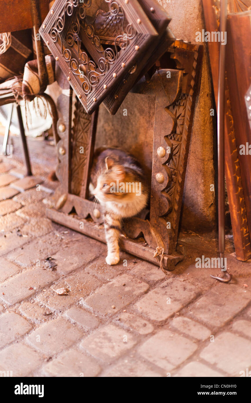 Kitty attraverso un telaio nel souk di Marrakech Foto Stock