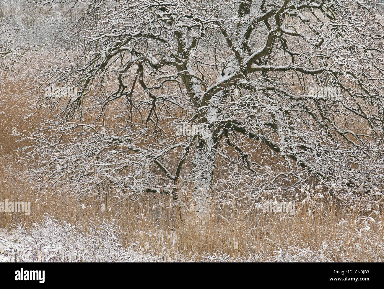 Coperte di neve vecchio albero e canna comune. Foto Stock